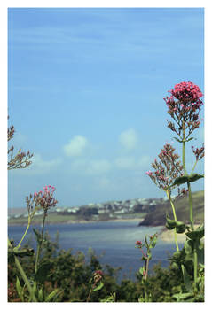 Hedge View