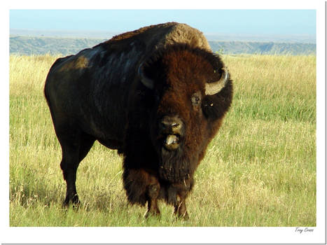 Buffalo In The Badlands