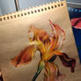 My second Iris