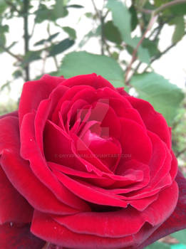 Red Rose