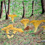 Chanterelle  Mushroom  study.  .  .