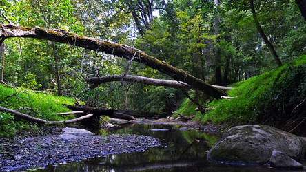 Tree Crossing