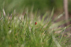 Ladybug