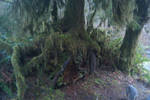 Oregon Tree  Vern by curetonart
