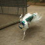 coolest peacock ever