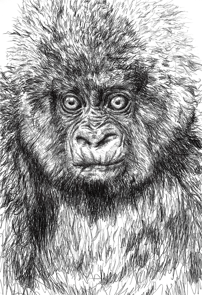 Gorilla