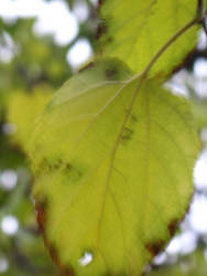 shivering leaf