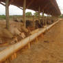 Feedlot cattle