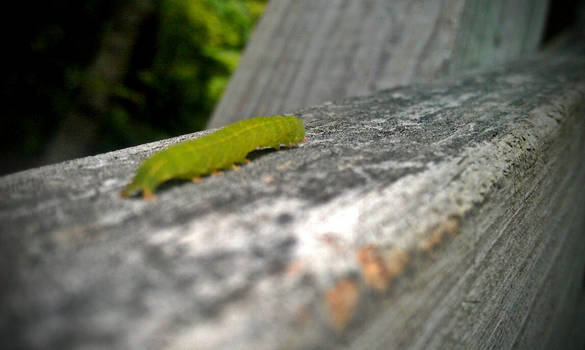 Inchworm