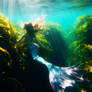 Swimming In The Sea Of Kelp Fields