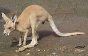 Kangaroo 005 - Stock