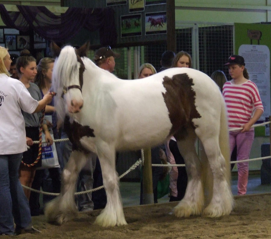 Gypsy Cob/Vanner - 045