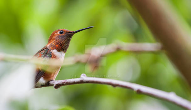 Rufous Hummingbird