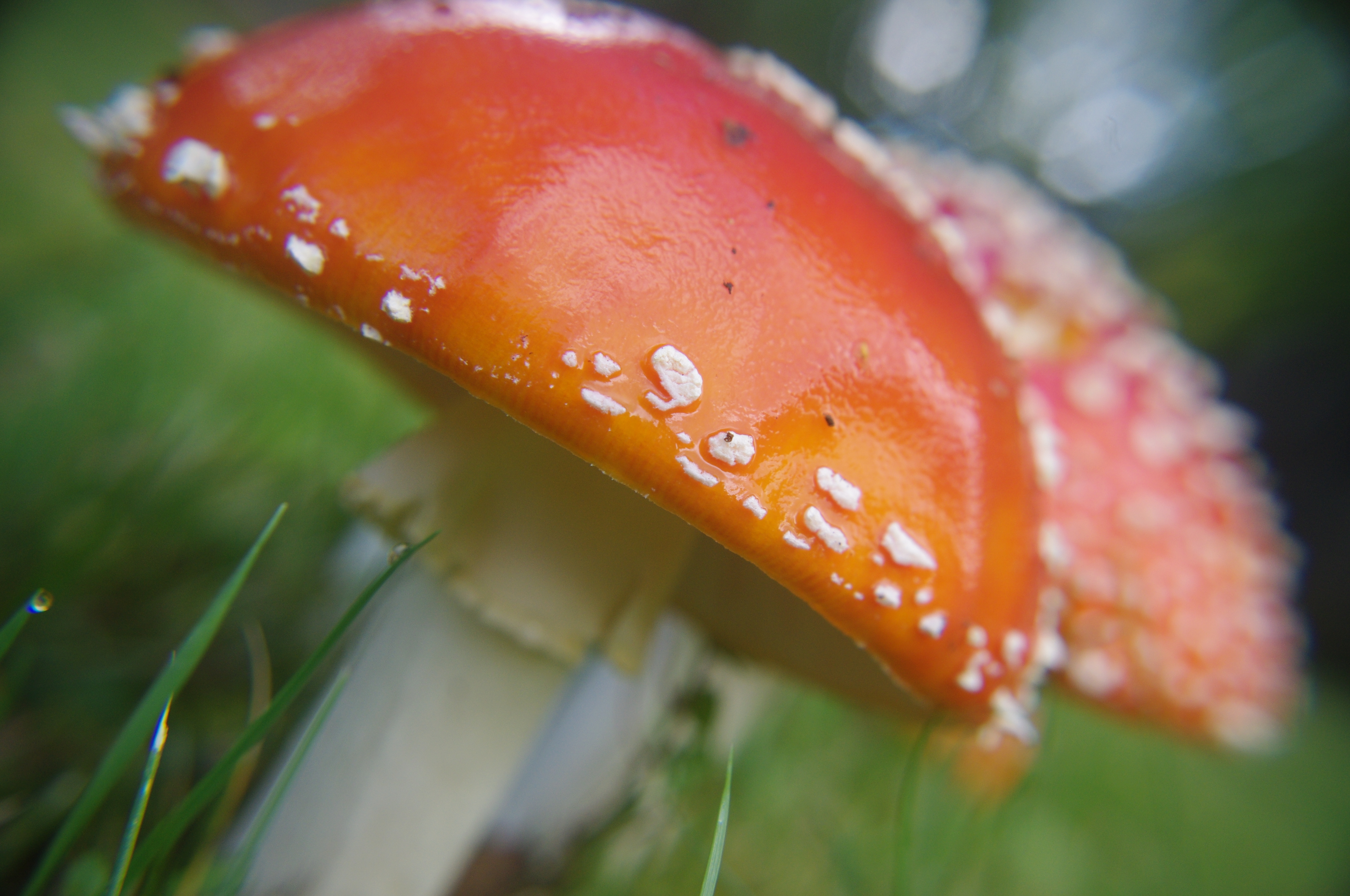 Fly Agaric I