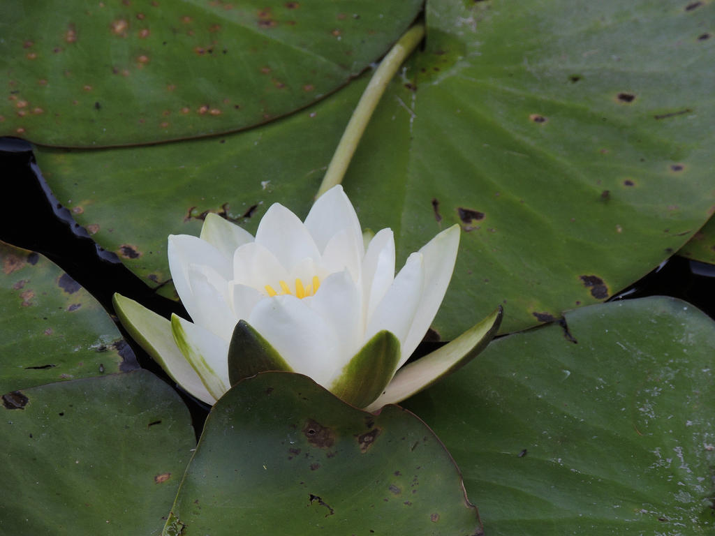 white water lily