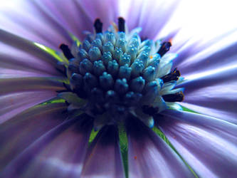 blossom macro