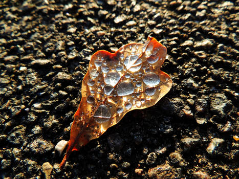 leaf with drops on it