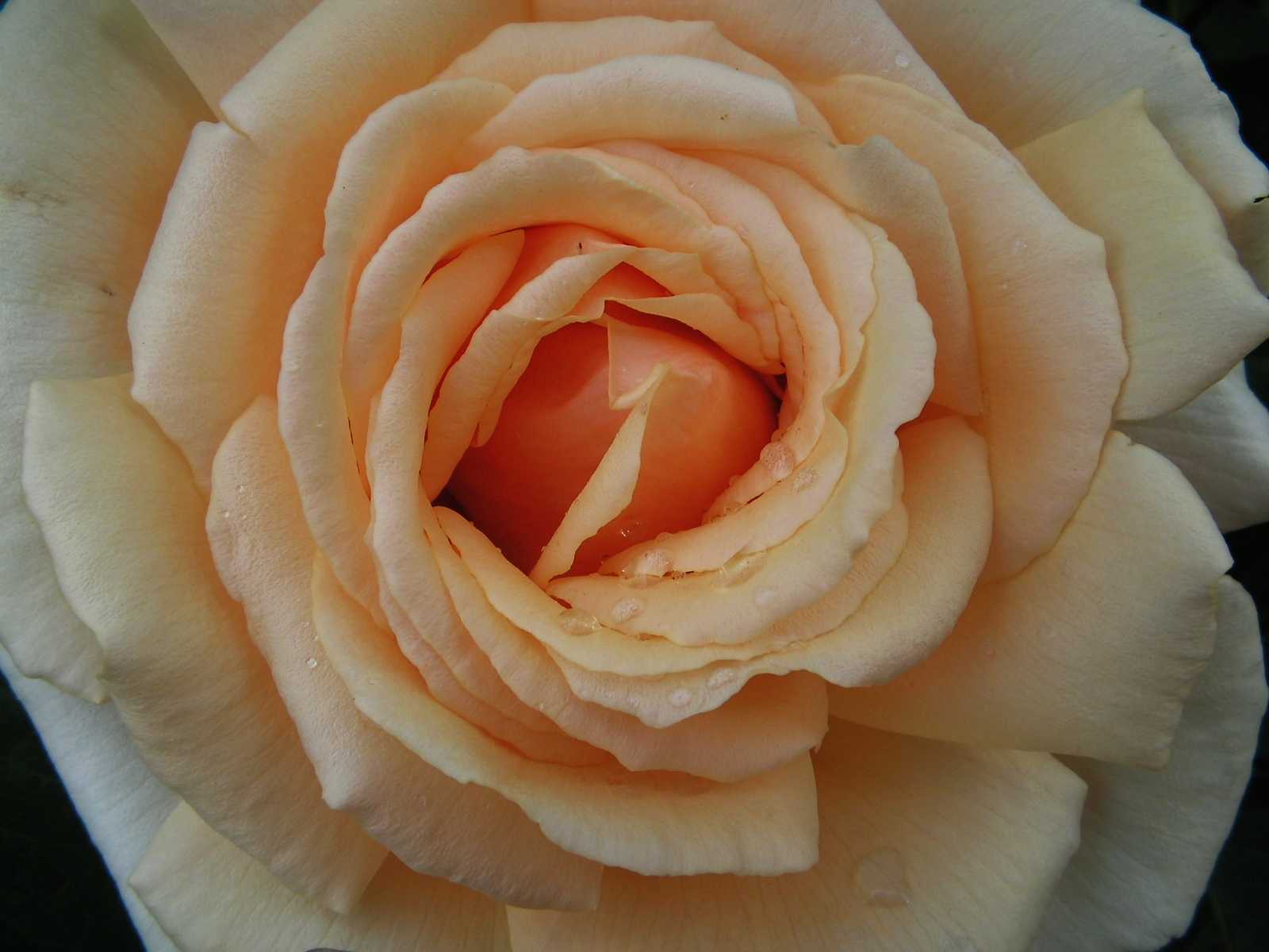 Rose Macro 4