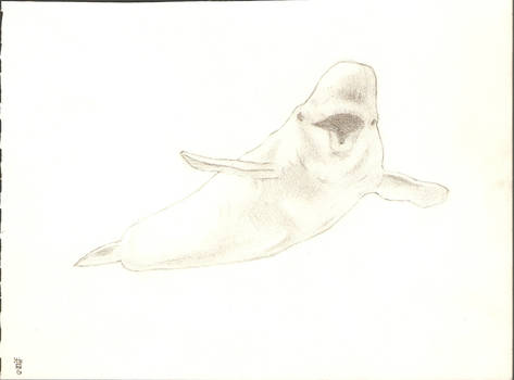 A Beluga