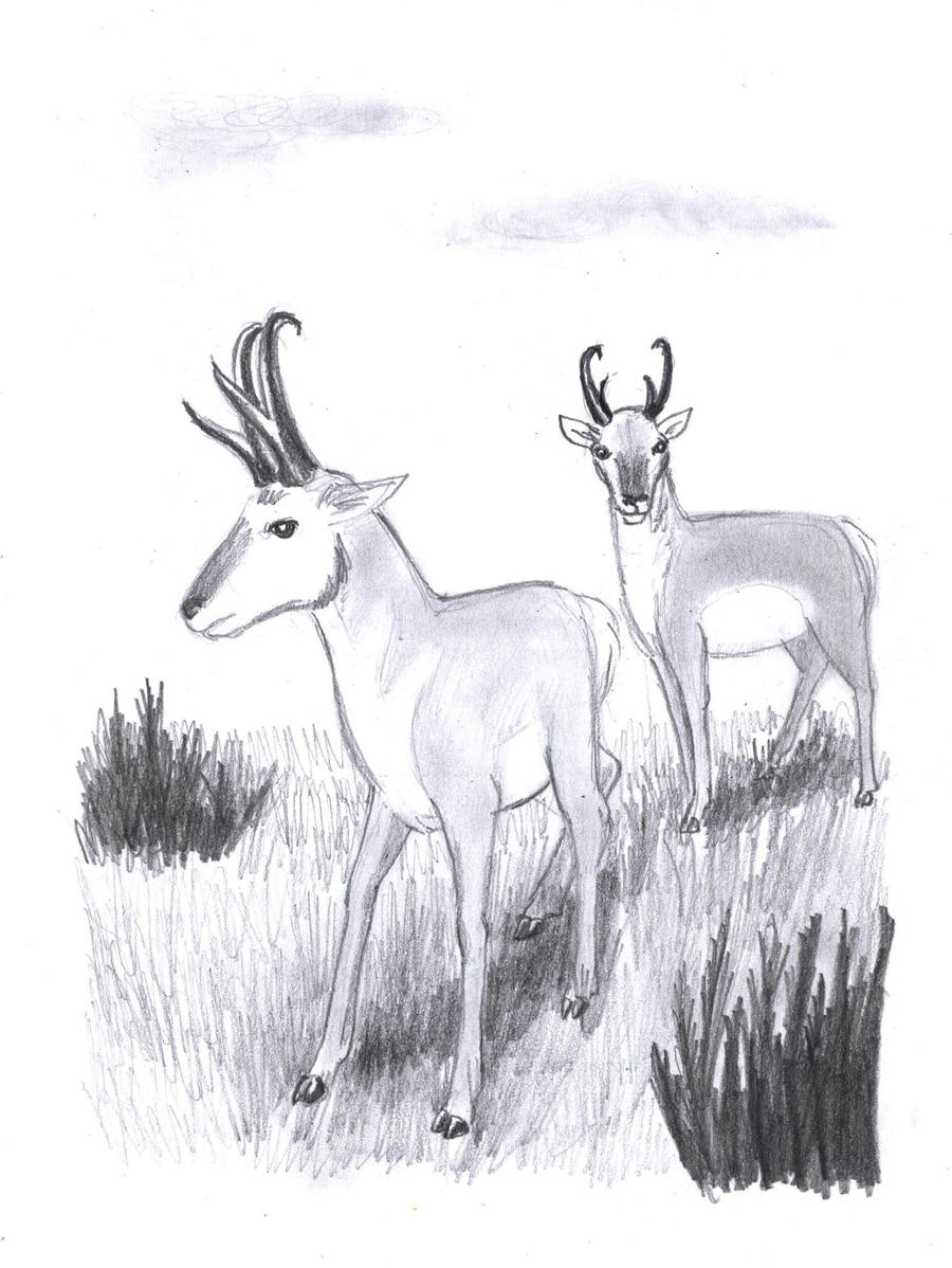 51 Pronghorn