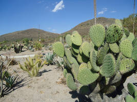 Opuntia