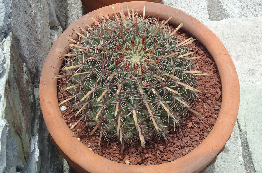 Cactus Pot