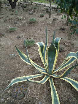 King Agave