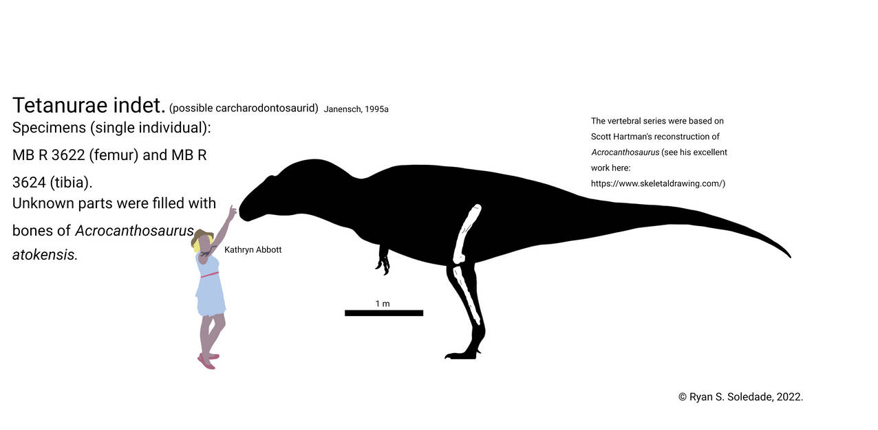 Tetanurae indet. skeletal reconstruction by Paleogalli on DeviantArt