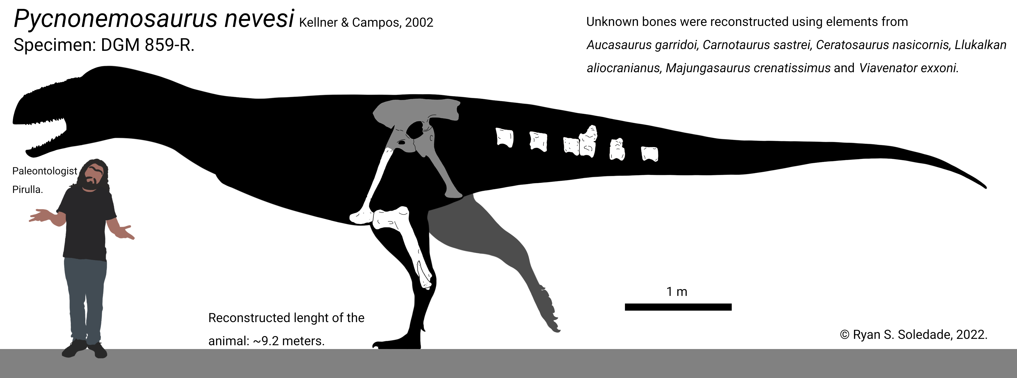 Pycnonemosaurus nevesi skeletal reconstruction by Paleogalli on DeviantArt