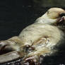 MALE sea otter