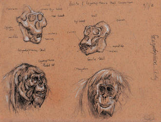 Gigantopithecus Head Study