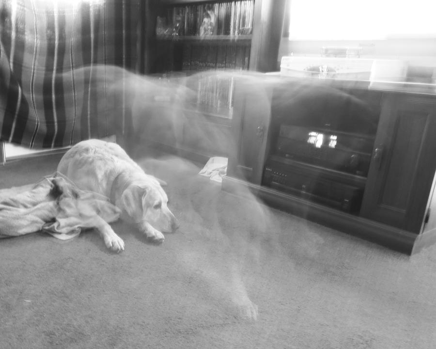 Собаки видят умерших. Животные призраки. Собака призрак. Снимки призраков животных. Собака приведение.