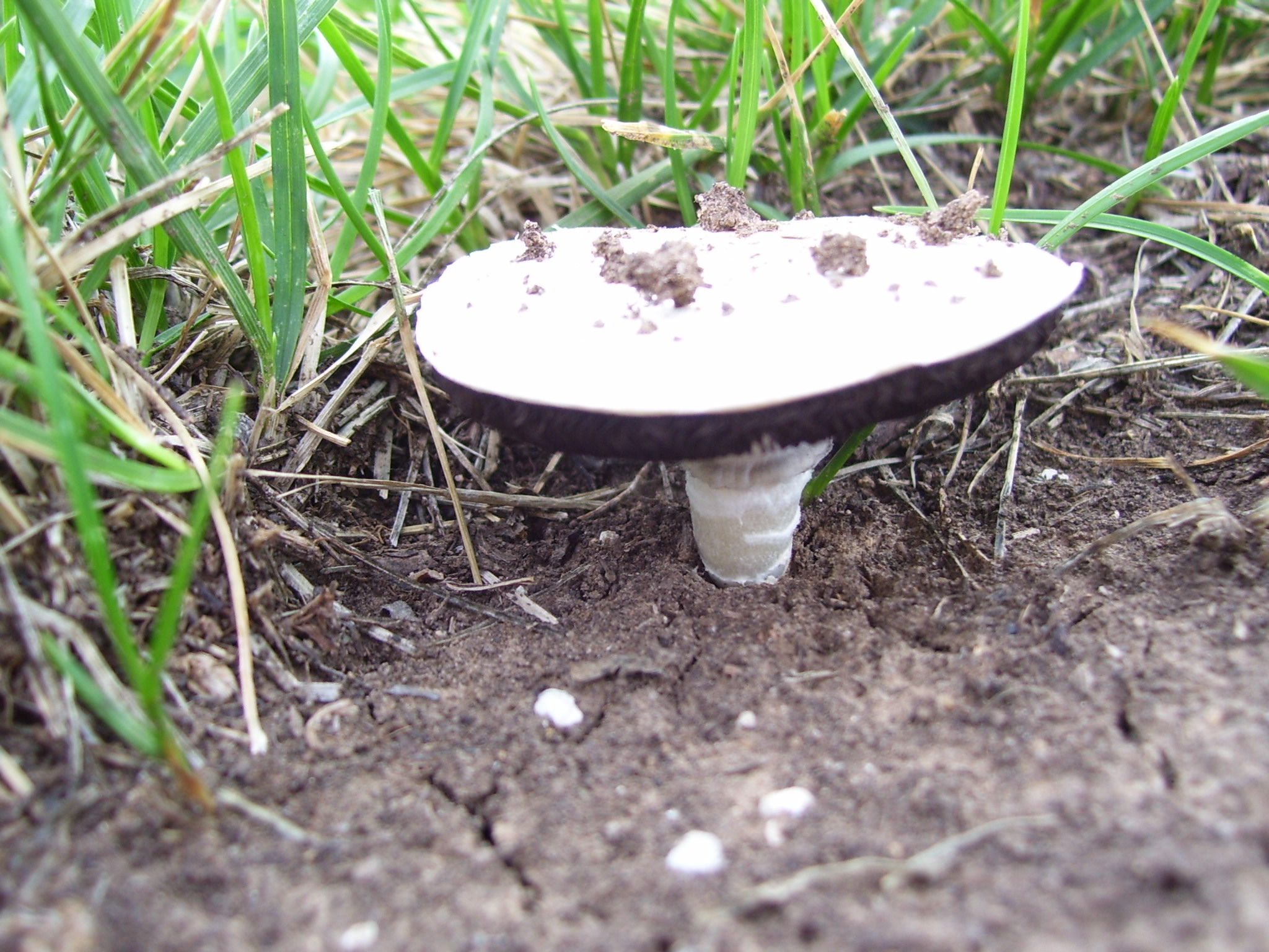 Alice In Wonderland Mushrooms by Dalinvll on DeviantArt