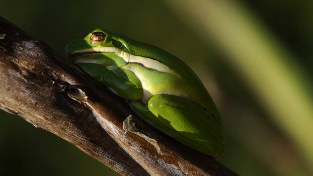 Green Tree Frog