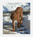 Caracal Lynx on the Move by Loulou13