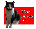 I Love Tuxedo Cats by Loulou13