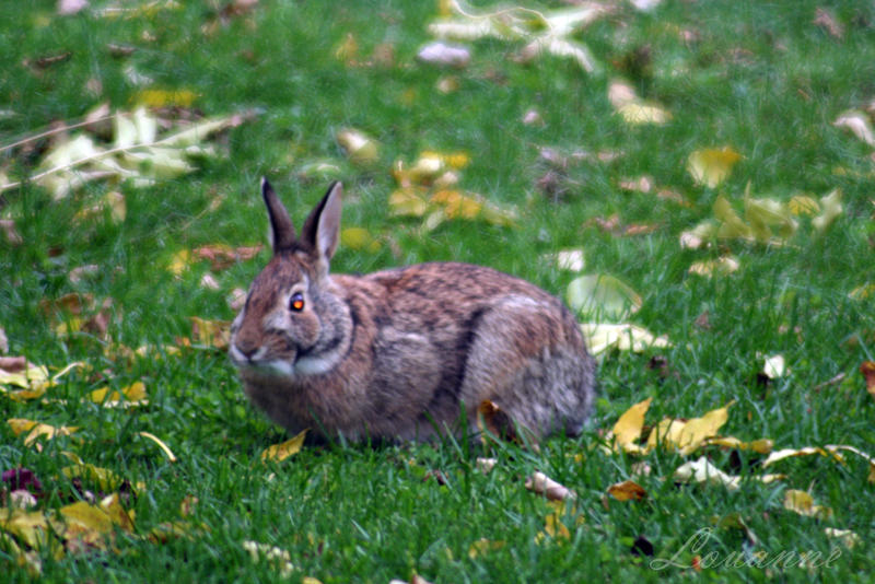 Bun Bun