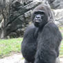Gorilla from Disney World