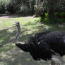 Ostrich