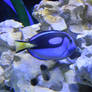 Blue Tang