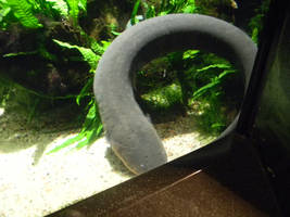 Electric Eel