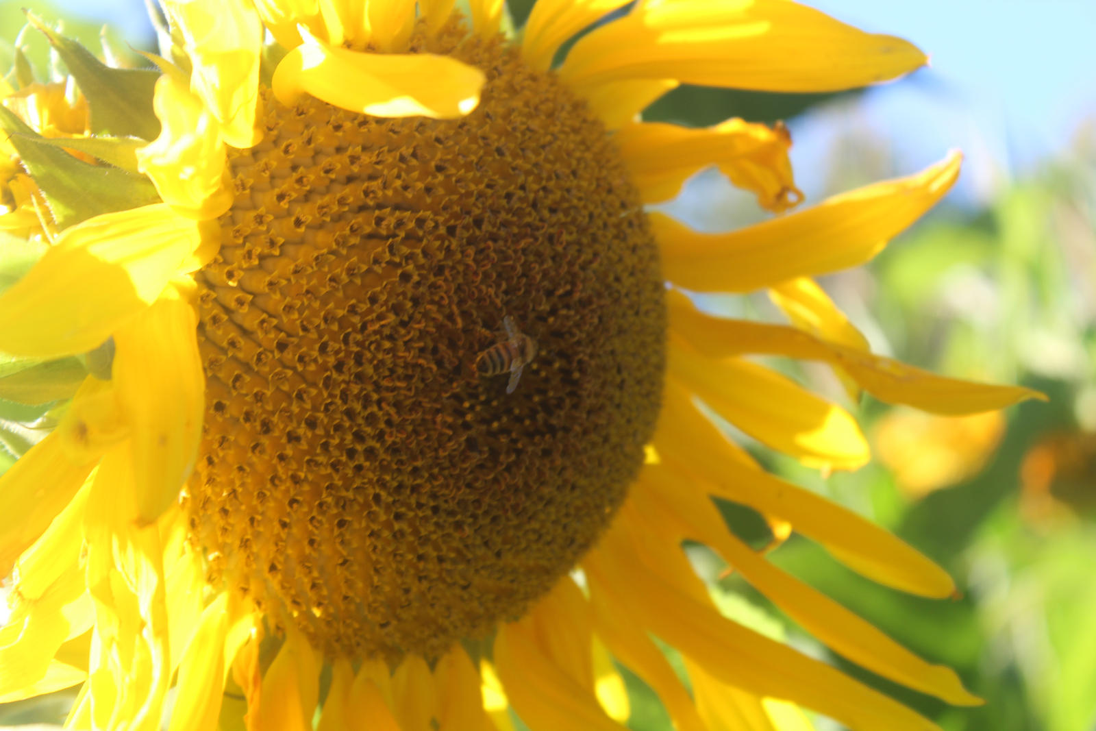 Sunflower and Bee