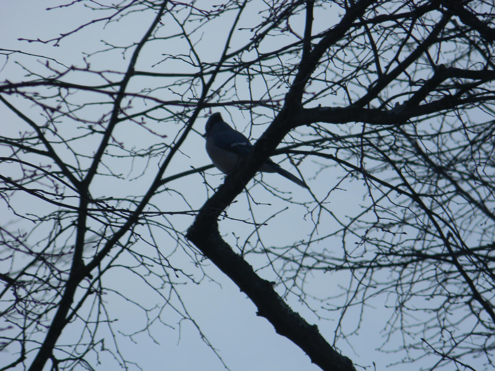 Blue Jay