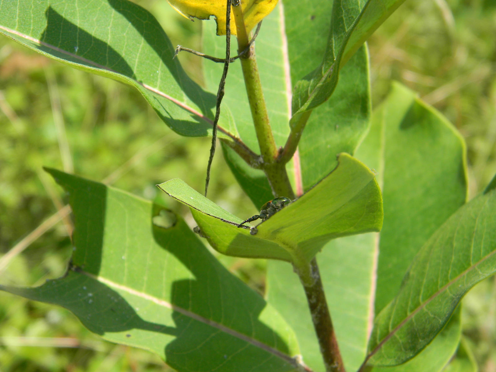 Beetle on a Milkweed
