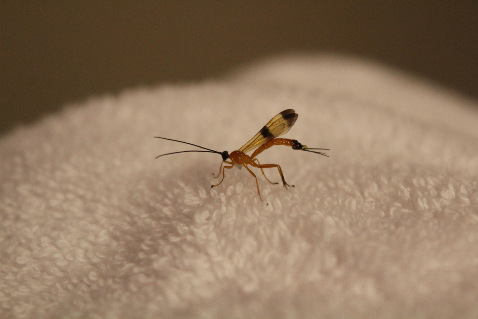 Unknown Insect Species