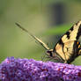 Eastern Tiger Swallowtail 1