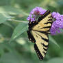 Eastern Tiger Swallowtail 2