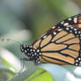 Monarch Butterfly