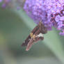 Silver-spotted skipper on Butterfly Bush