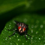 Wet fly by NorwegianAnette